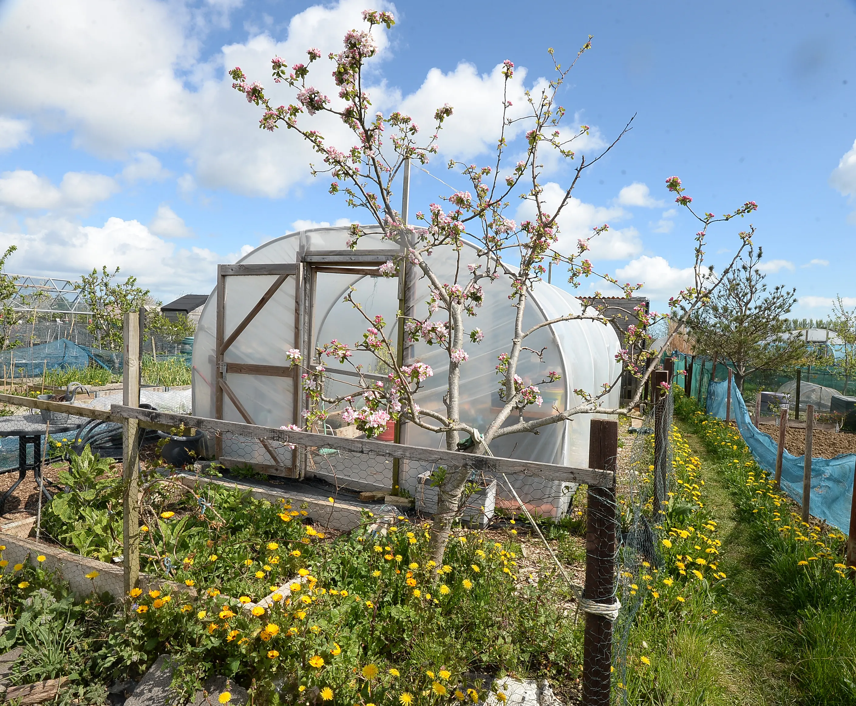 Growing food on an allotment