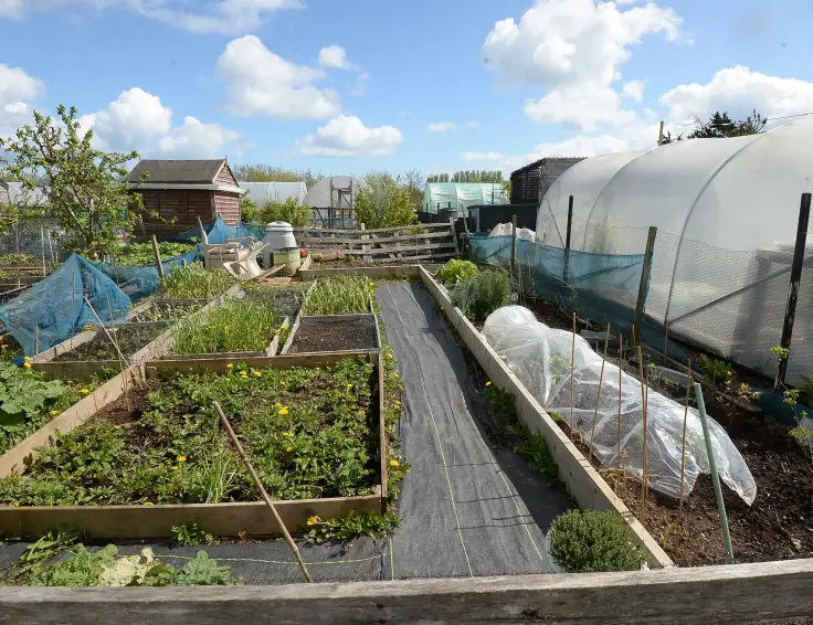 Allotments Ireland, Gardening Ireland