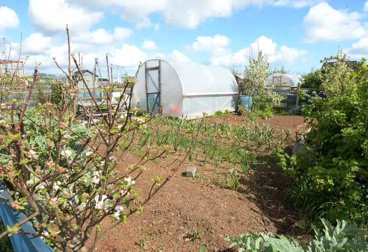 Allotments Ireland, Gardening Ireland