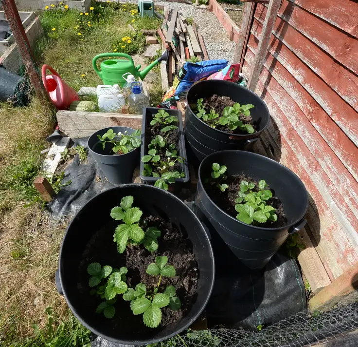 Allotments Ireland, Gardening Ireland