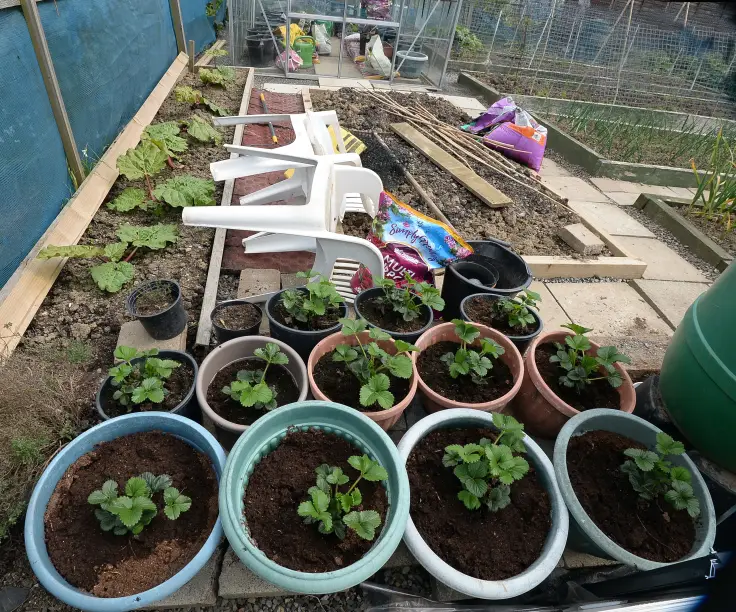 Allotments Ireland, Gardening Ireland